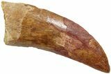Serrated, Carcharodontosaurus Tooth - Real Dinosaur Tooth #234245-1